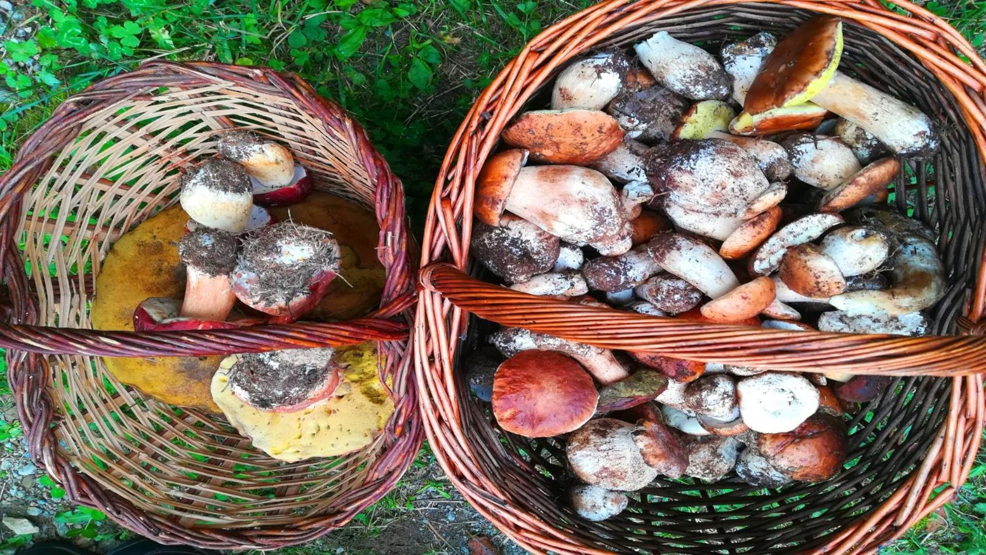 El Descans De L'Oreneta Camprodon Eksteriør billede
